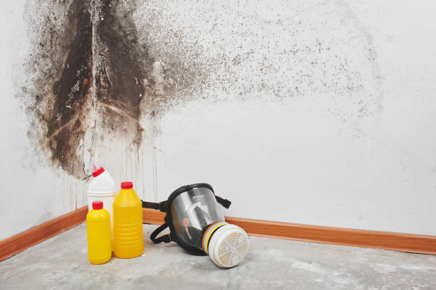 Best Professional Mold Removal  in Donald, OR
