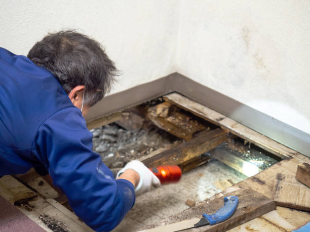 Best Local Mold Removal Service  in Donald, OR