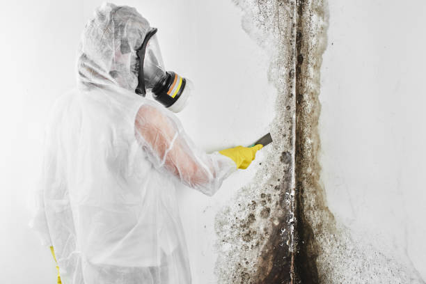 Professional Mold Removal in Donald, OR