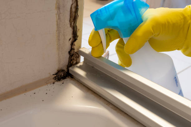 Best Fast Mold Removal  in Donald, OR