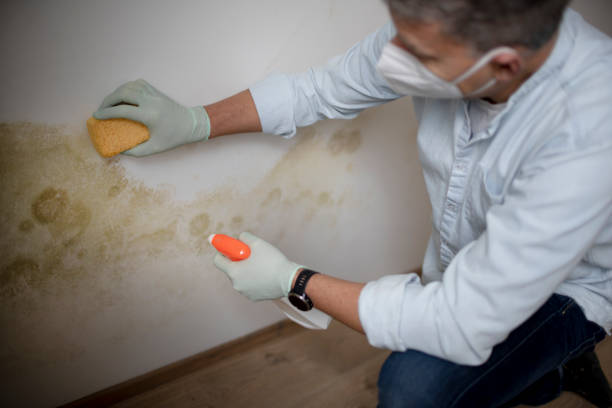 Best Attic Mold Removal  in Donald, OR