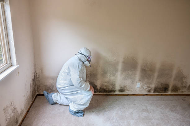 Best Crawl Space Mold Removal  in Donald, OR