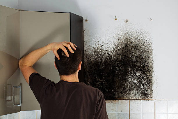 Best Mold Testing  in Donald, OR