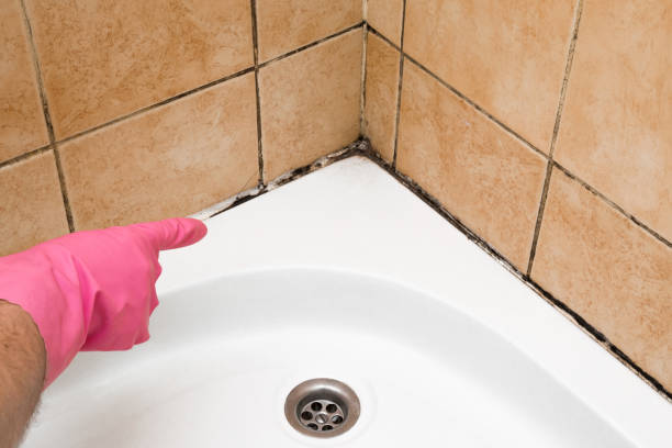 Best Mold Removal Specialists  in Donald, OR